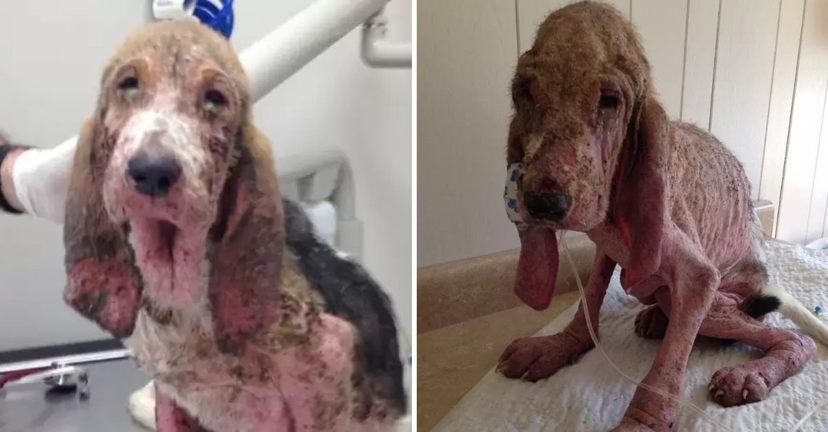 Del Abismo a la Luz: Cachorro Moribundo Hallado en el Bosque Vive una Milagrosa Transformación