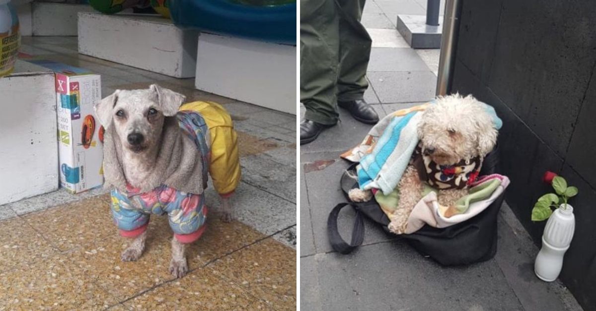 El Abuelo Que Vendía Chicles Para Su Perrito Llora al Perder a Su Mejor Amigo y Compañero de Vida