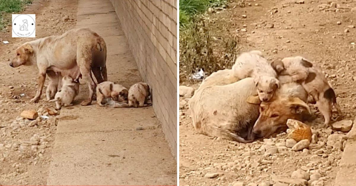 Madre Leona Agotada Se Rinde Ante el Hambre, Pero Su Amor Inquebrantable por Sus Crías Jamás Desaparece