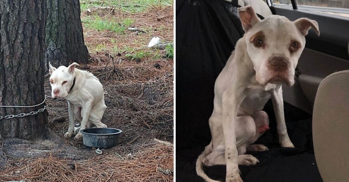 Atado a la Soledad: Perrito Pasó su Vida Encadenado a un Árbol Hasta que el Amor lo Liberó