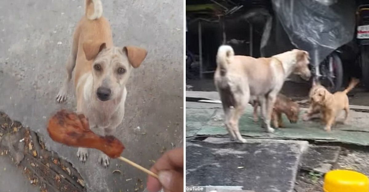 Un Acto de Bondad Revela un Secreto Doloroso: Joven Alimenta a una Perrita Callejera y Descubre una Historia de Sufrimiento y Esperanza