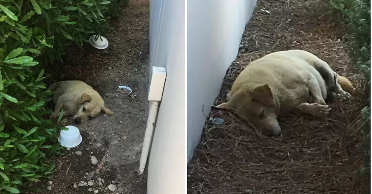 Abandonado y con el corazón roto, un perro fiel espera en vano a la familia que desapareció sin dejar rastro