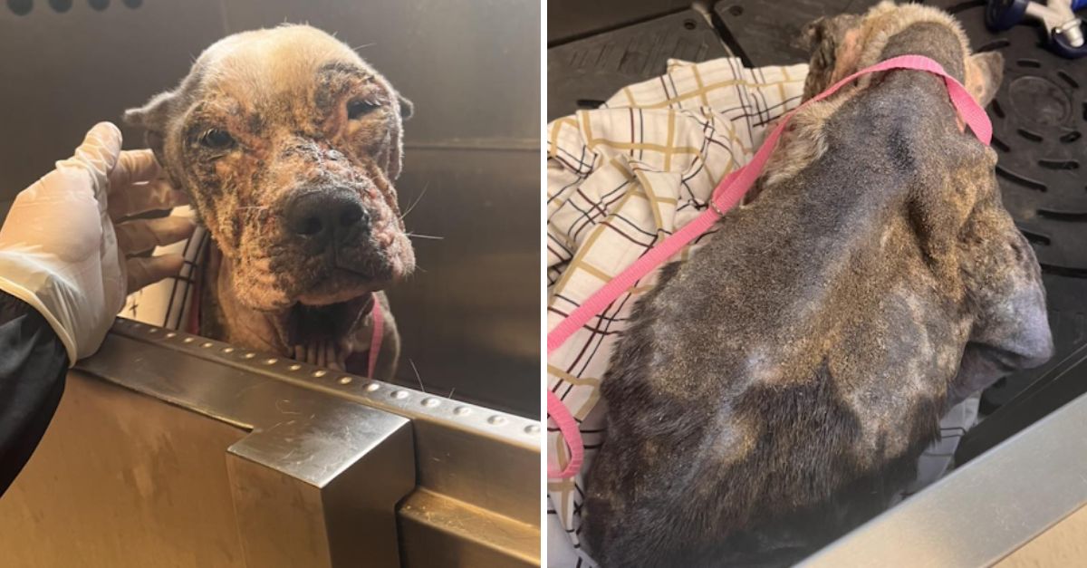 From Despair to Hope: Abandoned, Starving Pitbull Finds Strength Through the Unwavering Love of Rescuers