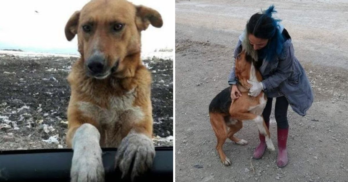 Pasó su Vida en un Basurero, Rogando a Cada Coche por una Oportunidad de Ser Amado