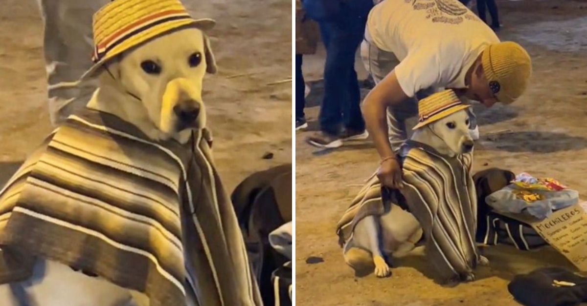 Con Su Mejor Traje y un Gran Corazón: Perrito Vendedor de Dulces Celebra el Amor y la Esperanza en Cada Sonrisa