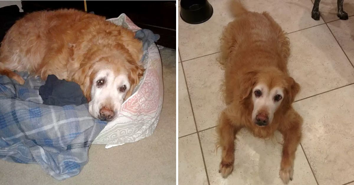 El Abrazo del Recuerdo: Perrito Anciano Encuentra Consuelo en la Camisa de su Dueño, un Tesoro de su Infancia