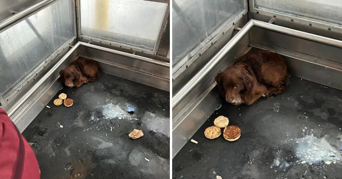 Fluffy Surprise in the Shadows: Railroad Workers Find Lonely Pup Hiding Inside Train Station Elevator