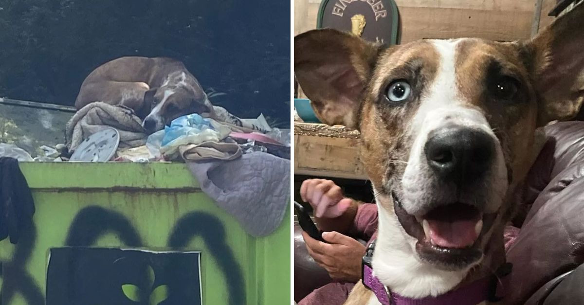 Abandoned in a Dumpster, a Lonely Pup Cries for Love—Her Heartbreaking Plea for a Second Chance Will Melt Your Heart!