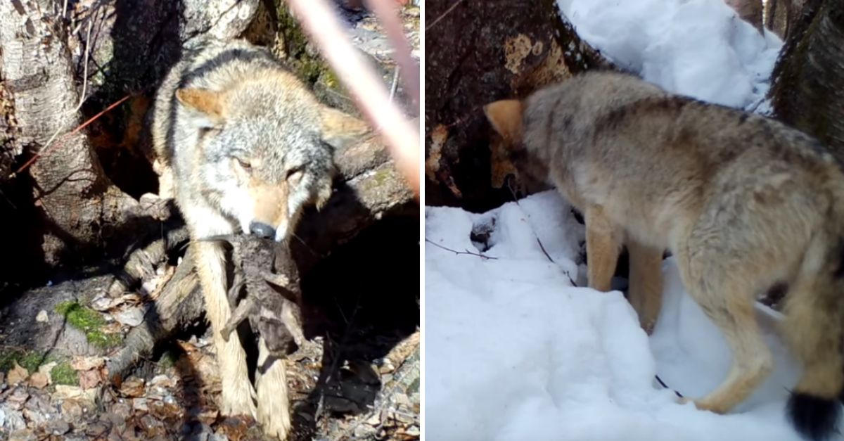 A Mother’s Promise: Brave Wolf Risks Everything to Save Her Seven Babies from a Flooded Den