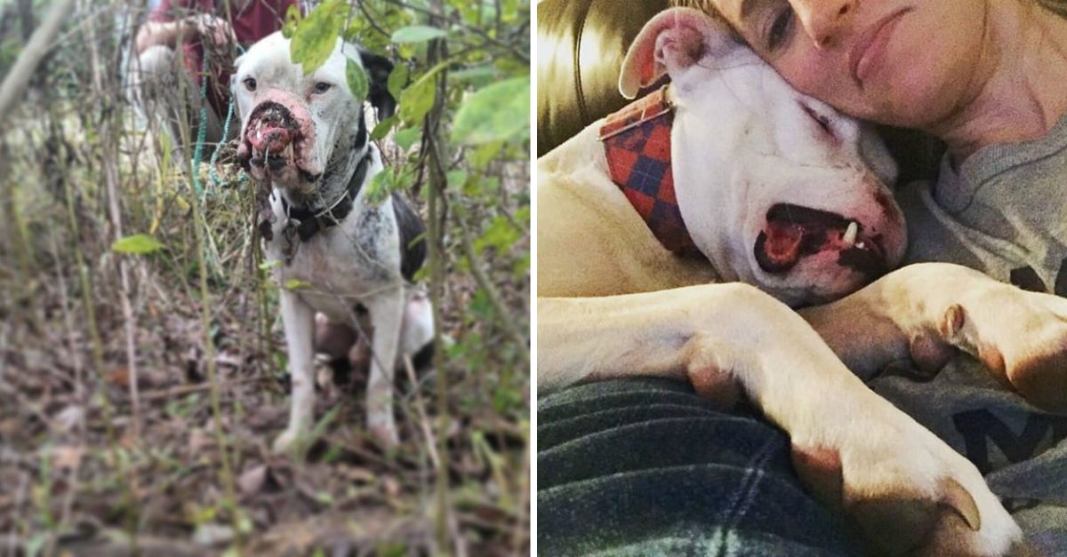 A Dog Who Lost His Nose Now Smiles Endlessly, Finally Feeling Love and Safety in His Rescuer’s Arms