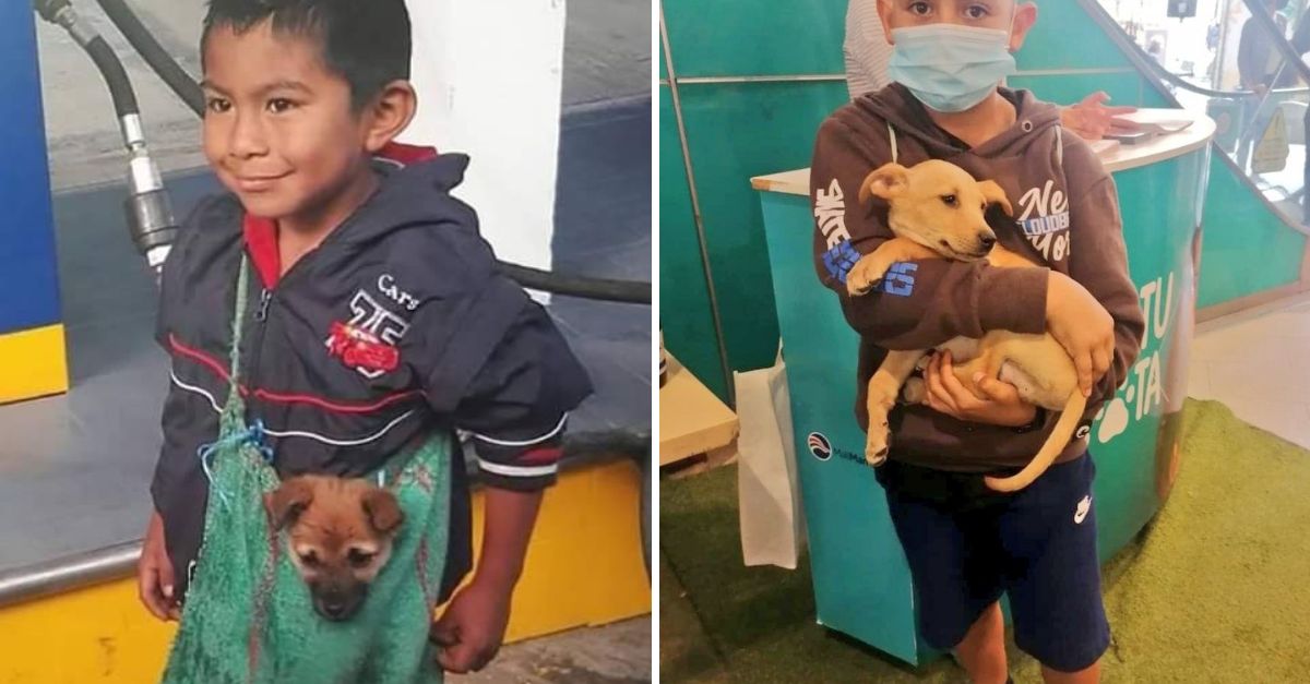 ¡No dejaré que sufras más! Niño recorre 15 km diarios para alimentar a su perro con comida donada