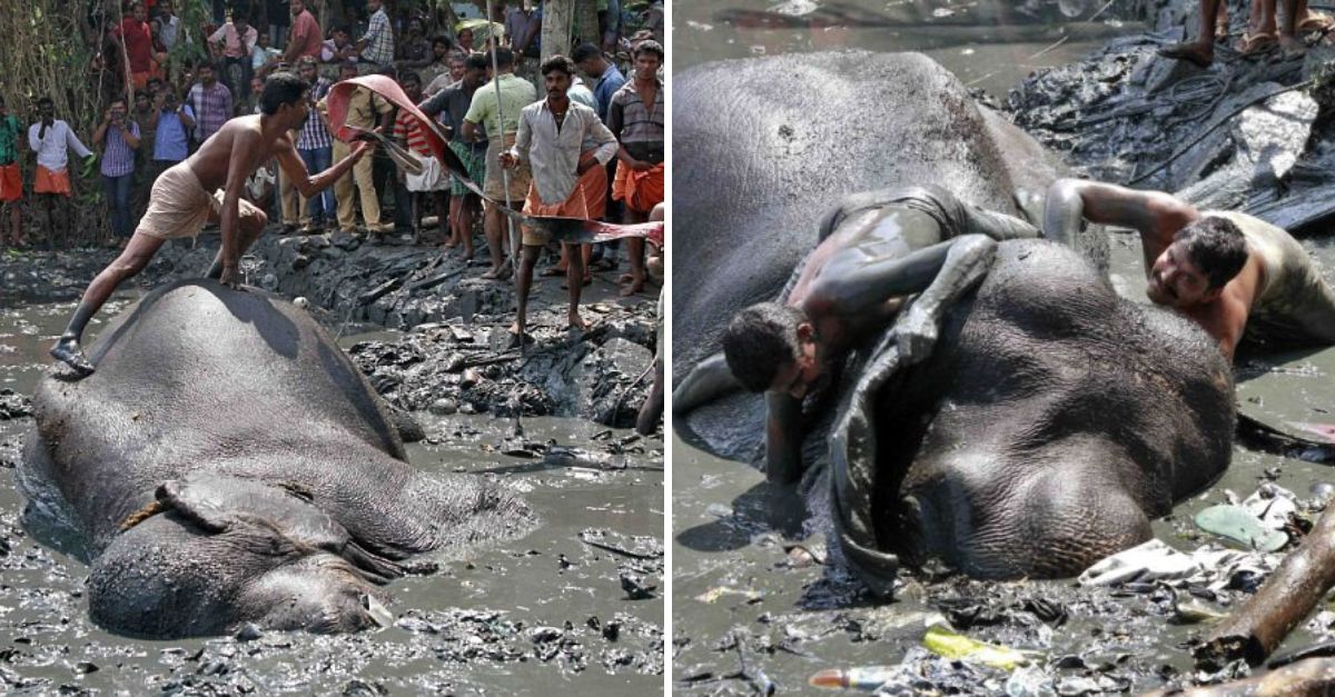 Heartbreaking Goodbye: Village Weeps for Beloved Elephant Named After Hindu Deity, Lost Despite Six-Hour Rescue Effort