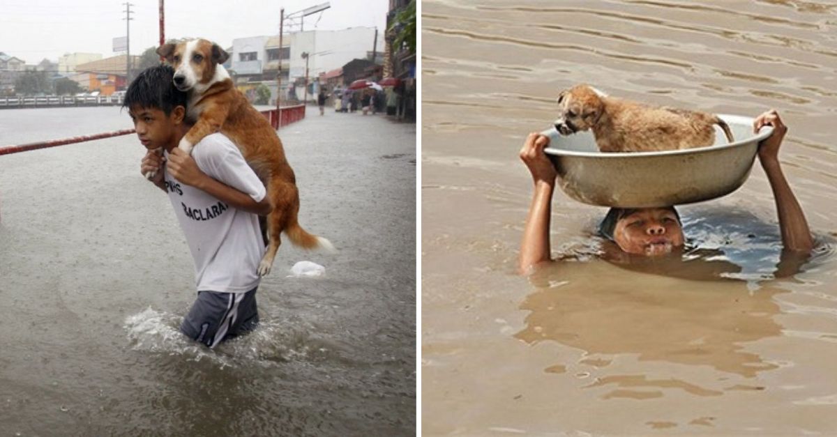 Pequeño héroe de 7 años rescata a un perro abandonado y nos da una lección de amor y empatía