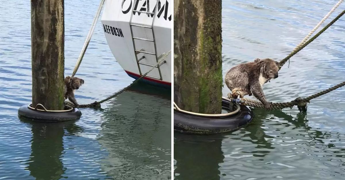 ‘Please, Help Me!’—Stranded Koala Clings to a Boat Marker Until a Heartwarming Rescue Gives It a Second Chance at Life