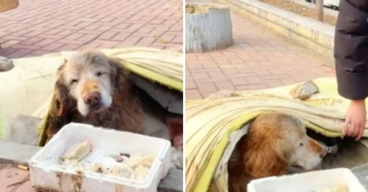 Abandonado y Solo: Un Golden Retriever Perdió la Esperanza, Hasta que el Amor Cambió su Destino