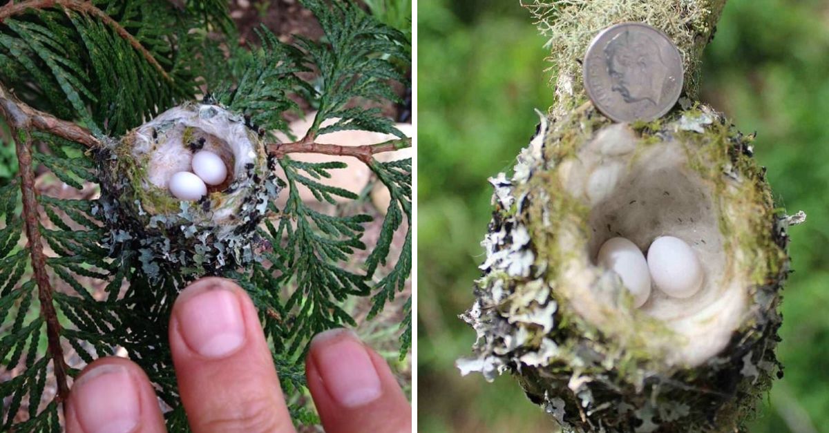 Oh, So Tiny and Fragile! A Hummingbird’s Nest No Bigger Than a Fingernail, Begging for Care and Gentle Hands