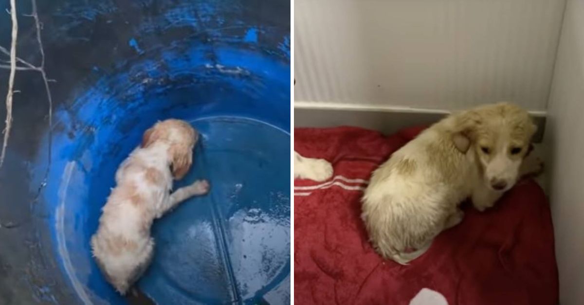 Triste y Hambriento: Un Perrito Abandonado en un Barril Perdía la Esperanza, Hasta que el Amor lo Rescató