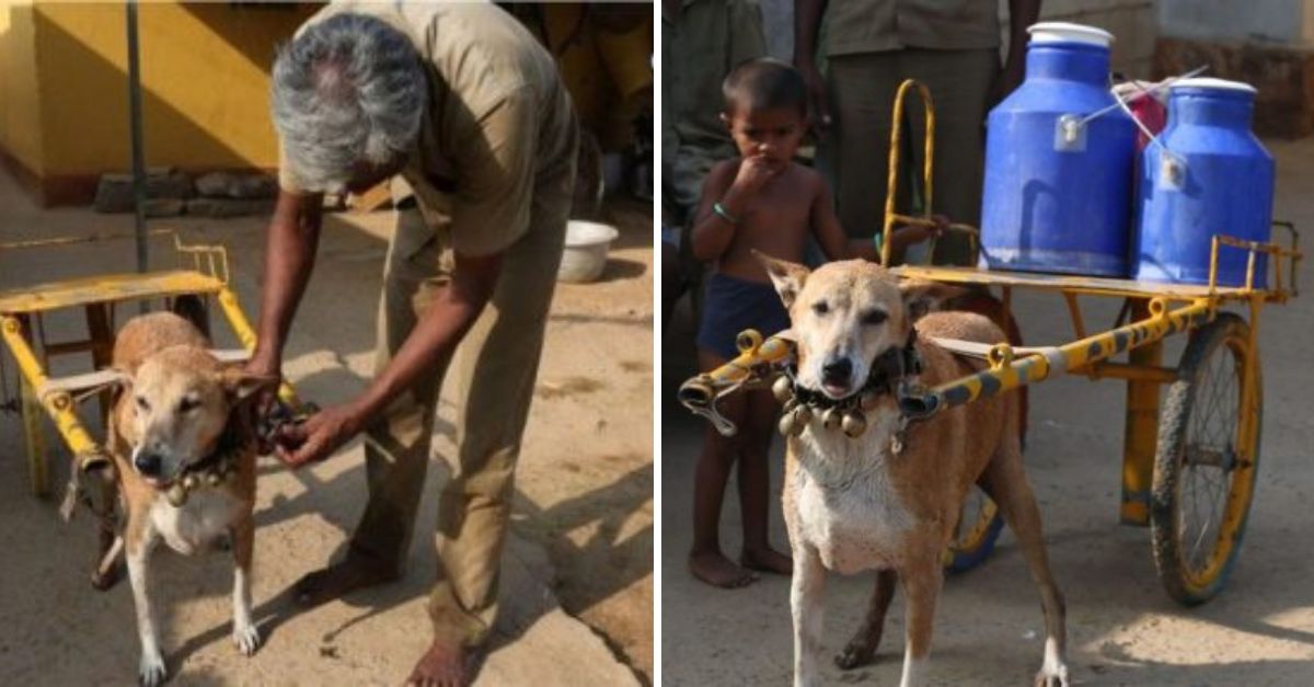 Un Perro Lechero en las Calles: Cansado pero Fiel, Trabaja por Amor Incondicional a su Dueño