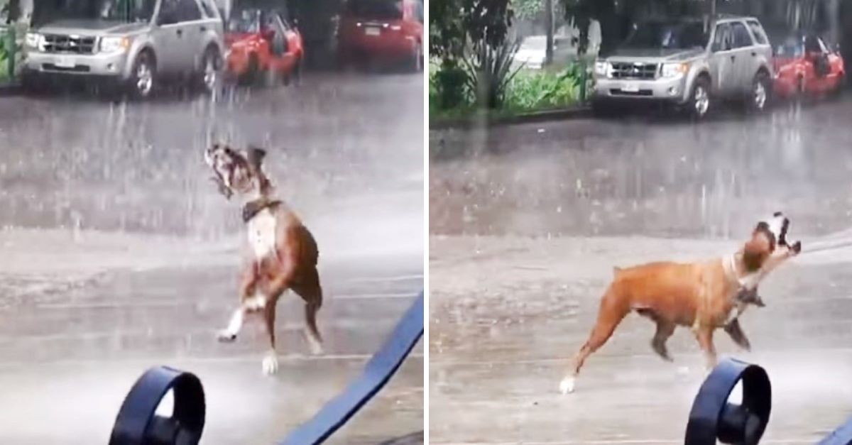 Bajo la Lluvia y en Soledad, un Perrito Conmueve al Mundo al Recordarnos el Verdadero Valor de la Vida