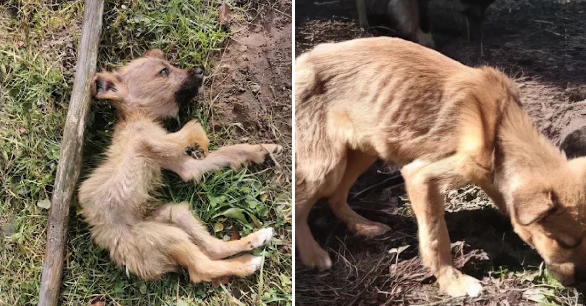 A Miracle Unfolds: Exhausted Puppy, Lost and Searching for Its Mother, Finds Hope in a Kind Rescuer’s Arms