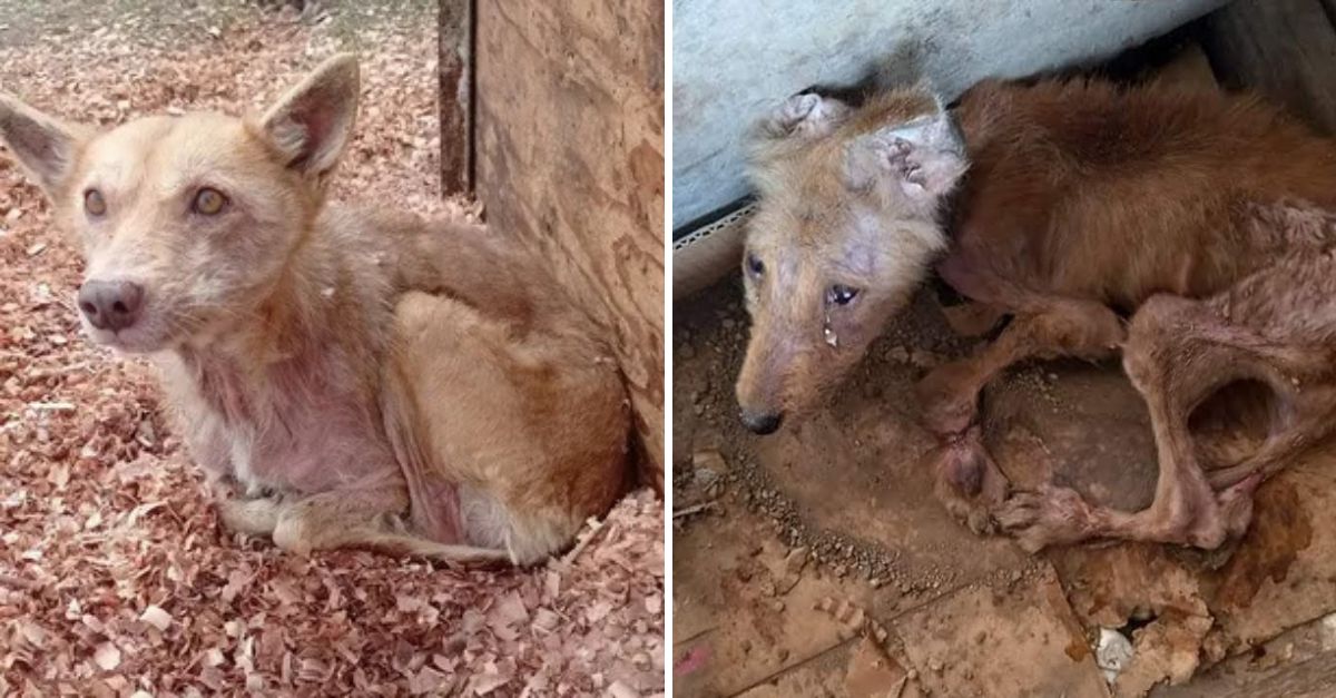 From Chains to Cherished: Dog Found with Bound Paws Finally Discovers Freedom, Love, and a Forever Home