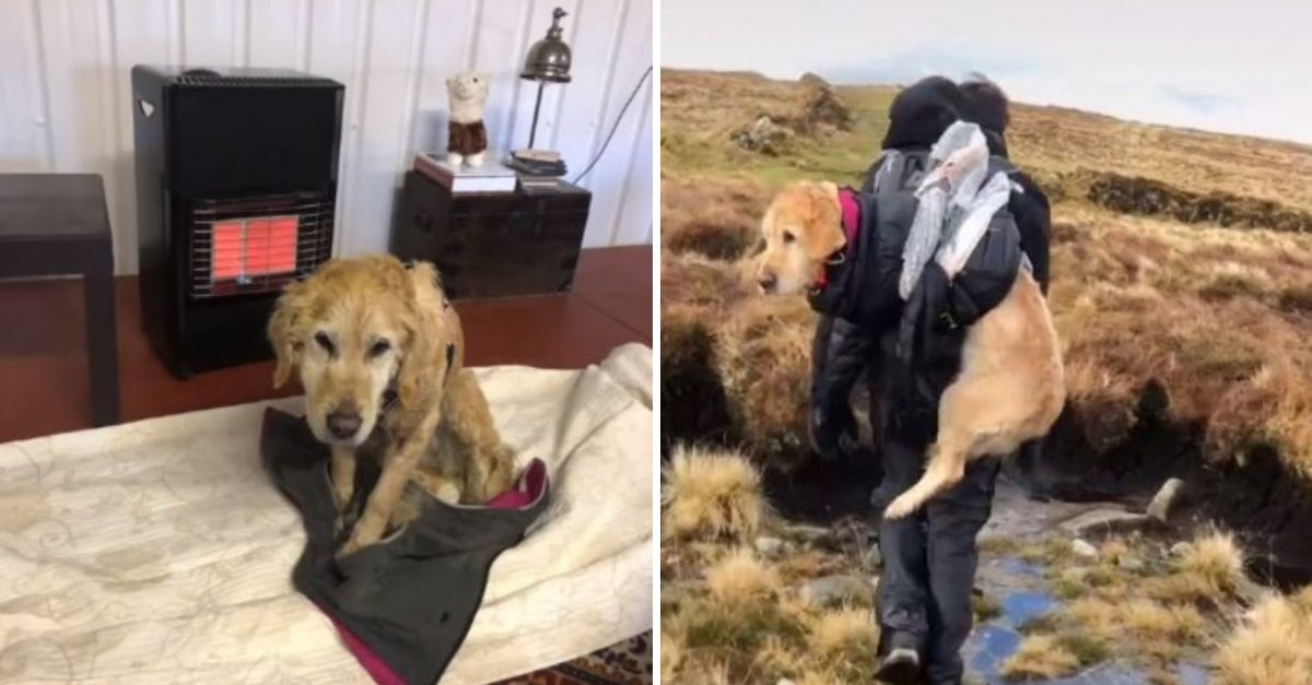 Una Perrita al Borde del Desmayo: Médicos le Devuelven la Esperanza Tras Semanas Perdida en la Montaña