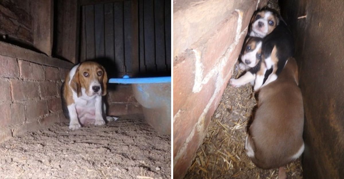 En una Granja, una Perrita Temblorosa es Hallada Ocultando con Desesperación un Secreto en la Pared