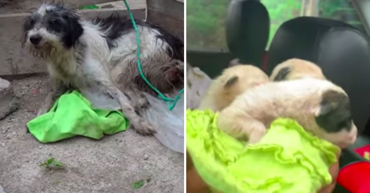 ¡Qué injusticia! Perrita enferma y desconsolada fue separada de sus cachorros, pese a tener amor y una familia fiel