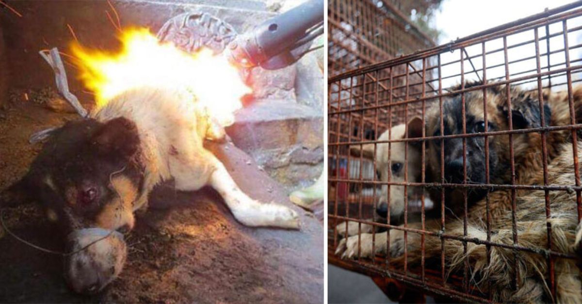 Mujer Salva a 100 Perros de una Muerte Segura en el Festival de la Carne