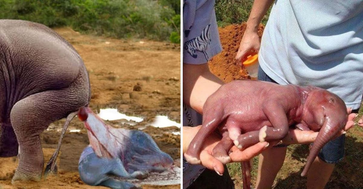 Miraculous Moment: Baby Elephant Takes Its First Steps into the World at Bali’s Beloved Mason Elephant Park