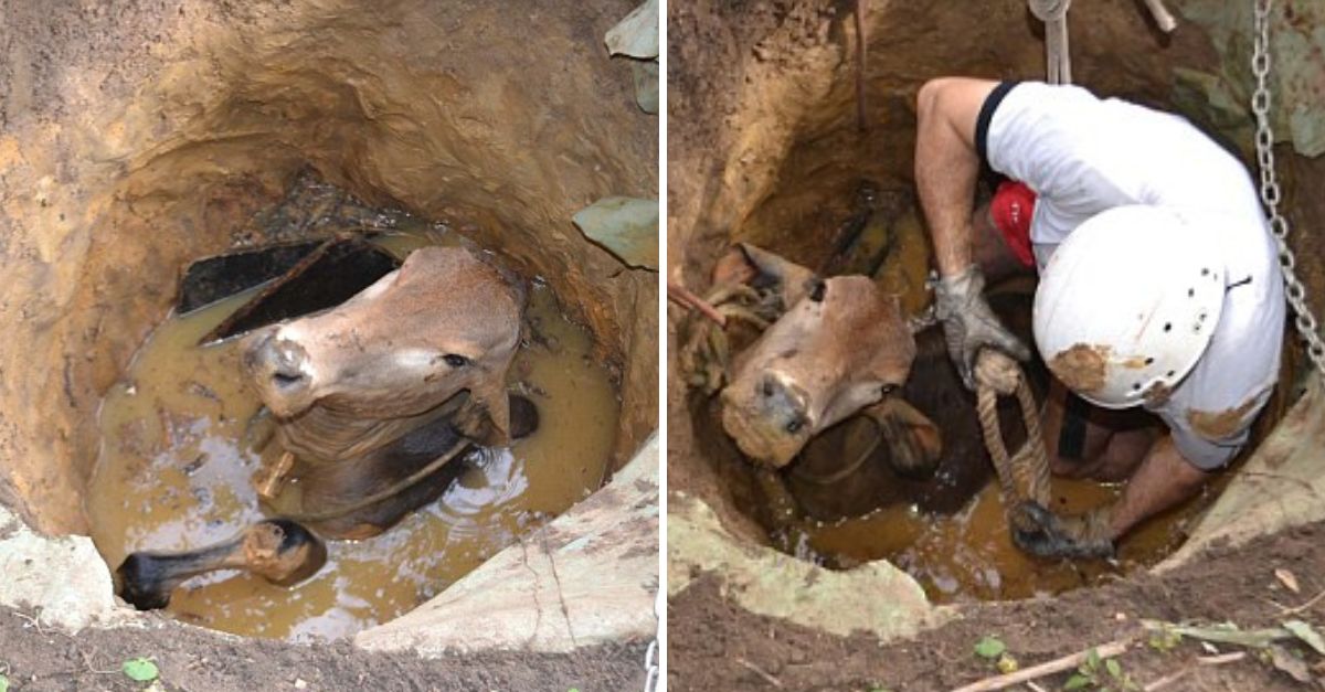 Braving the Depths: Firefighters Battle Against Time to Save a Trapped Cow from a Muddy Well