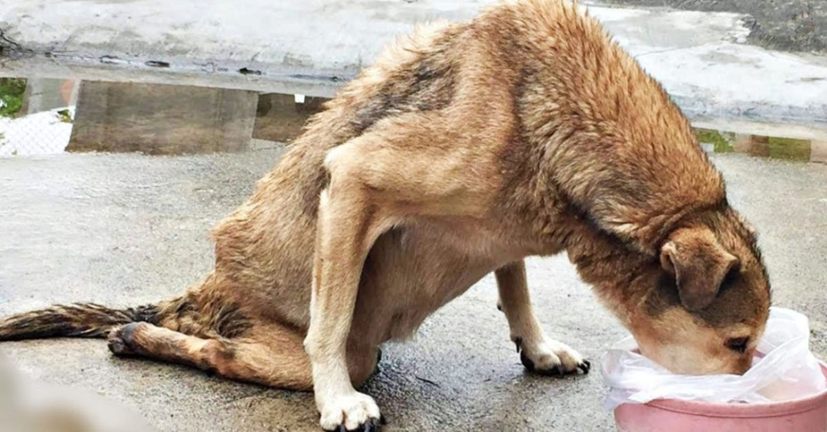 Conmovedor Momento: Perrito Paralizado, Abandonado por Días, Llora de Alegría al Recibir un Plato de Comida