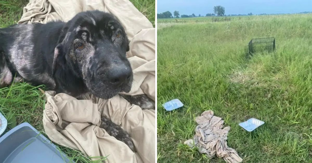 From Neglect to Love: Bald, Abandoned Dog Transforms Into a Beautiful Soul After Finding a Caring Heart