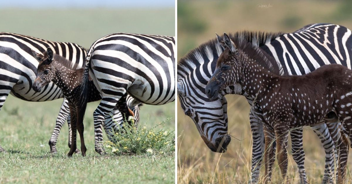A Miracle in Spots” — Rare Baby Zebra Born Without Stripes Captivates Hearts with Its One-of-a-Kind Beauty