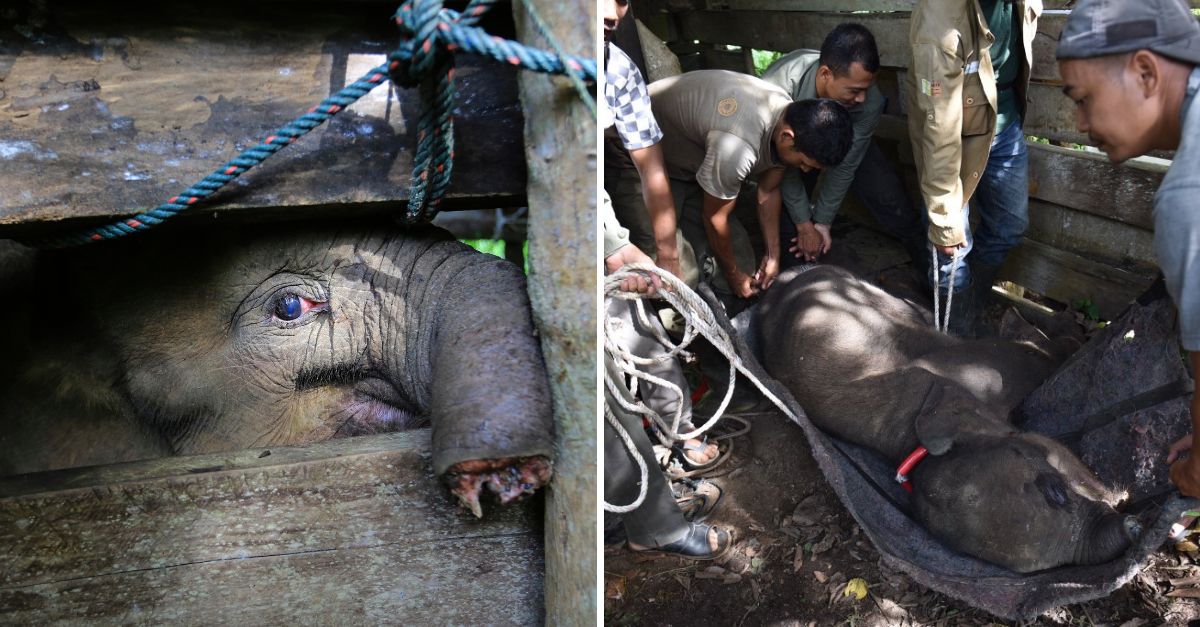 “A Final Plea for Hope”—Baby Elephant’s Heartbreaking Goodbye After Losing Its Battle Against a Poacher’s Cruel Trap