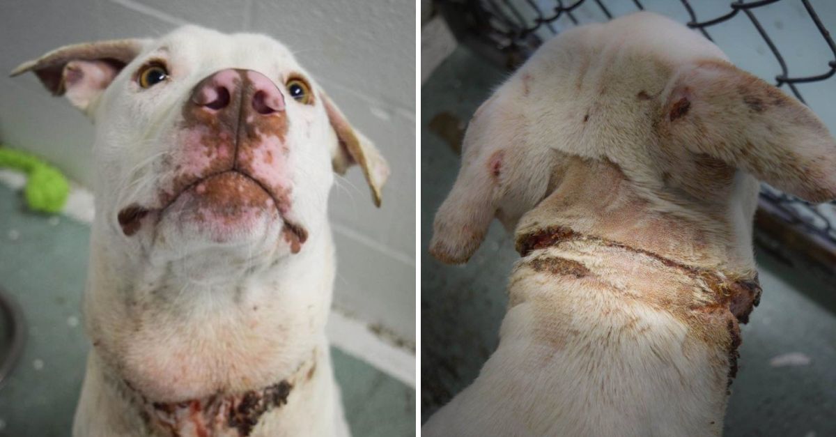 Saltos de Esperanza: Perrito Escapista Conquista Corazones Hasta Encontrar el Amor que Tanto Soñó