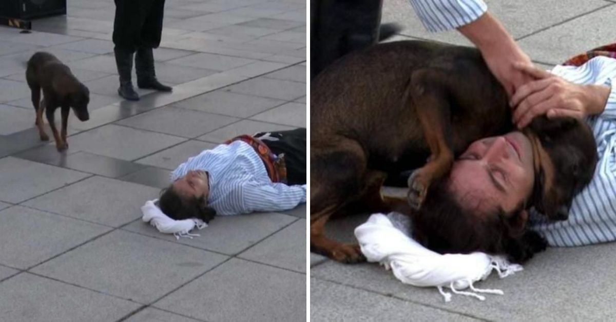 Perro callejero detiene una actuación al ver a un “herido” y, conmovido, corre a ofrecerle consuelo y ayuda.