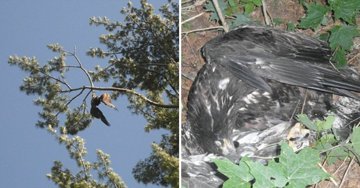 A True Hero: Veteran Risks It All to Rescue a Bald Eagle Trapped High in a 75-Foot Tree