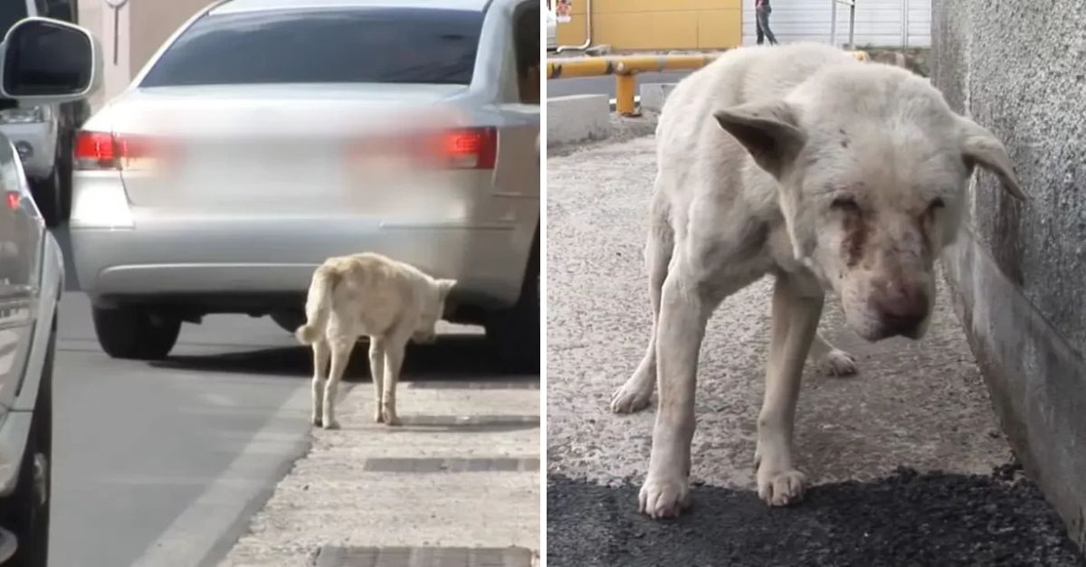 Dos Años de Búsqueda Inquebrantable: Perrito Fiel deambula sin Saber que su Dueña ha Partido