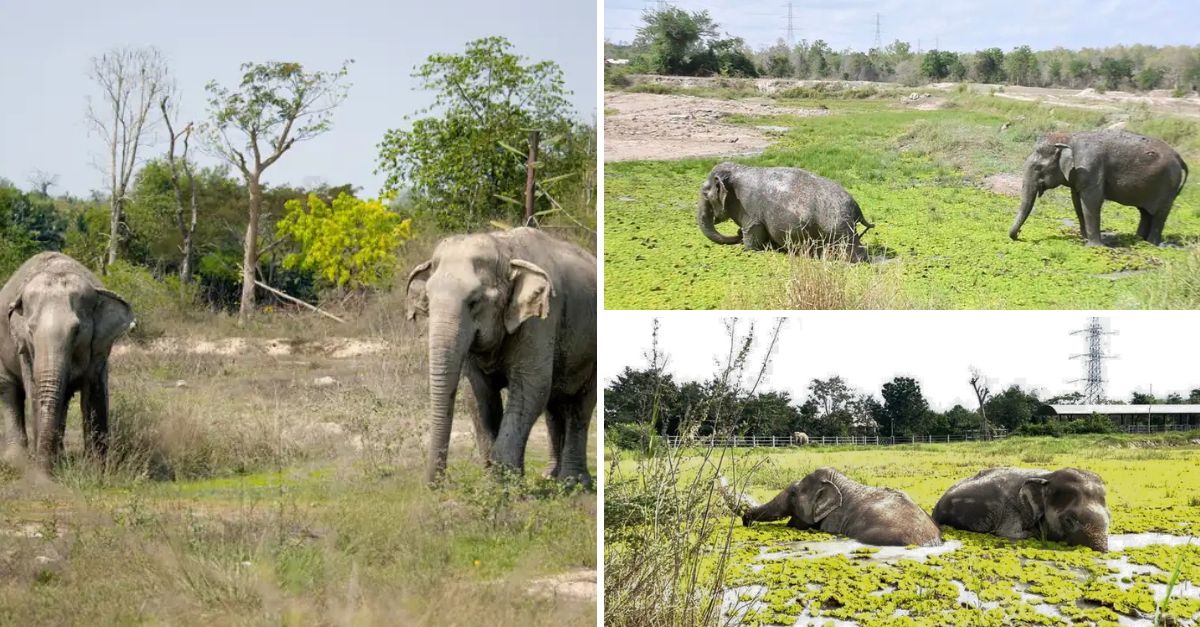 “I’ll Be Brave for You” — A Gentle Elephant Helps Her Blind Best Friend Swim, Proving the Power of Friendship