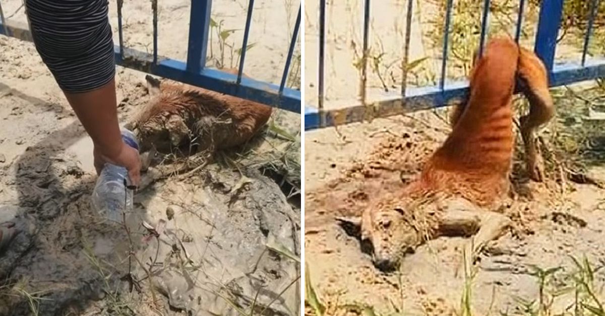 Con un Hilo de Voz: Perrito Atrapado en una Cerca Suplica por Ayuda Hasta que un Milagro lo Libera