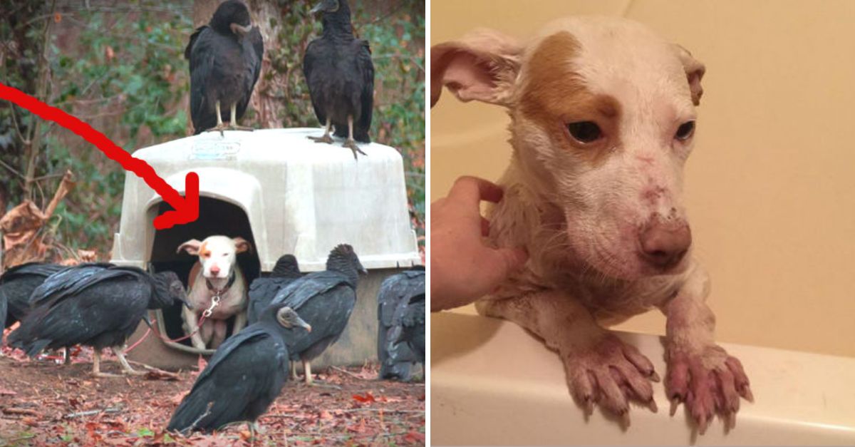 Chained and Surrounded by Vultures, a Helpless Dog Faces Doom—Until a Miraculous Rescue Changes His Fate Forever