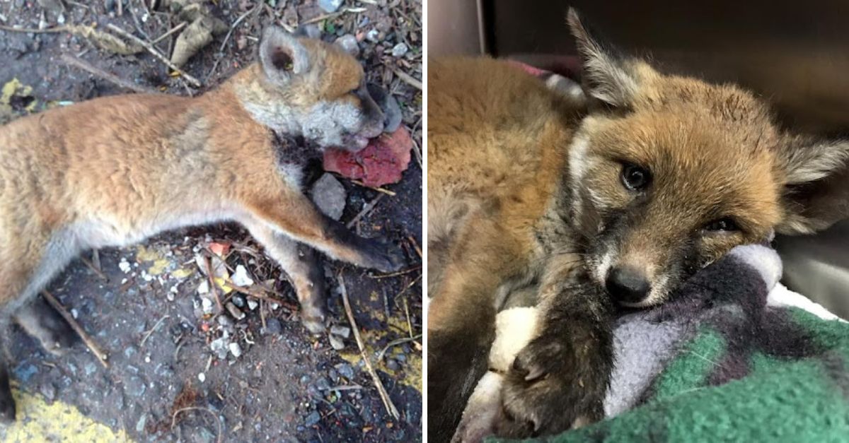 ‘Stay with Us!’—A Lifeless Fox Cub Near a Factory is Revived, Fulfilling Workers’ Desperate Hope for a Miracle