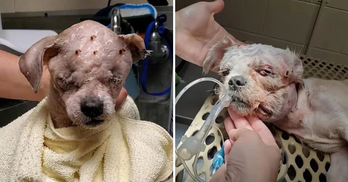 Renaciendo de las Cenizas: Perrito con Quemaduras Graves Supera el Dolor y Encuentra Amor en un Nuevo Hogar