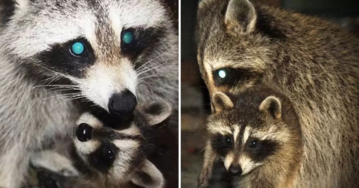 A Mother’s Love Knows No Limits: Blind Raccoon Defies Odds to Care for Her Babies in the Most Beautiful Way