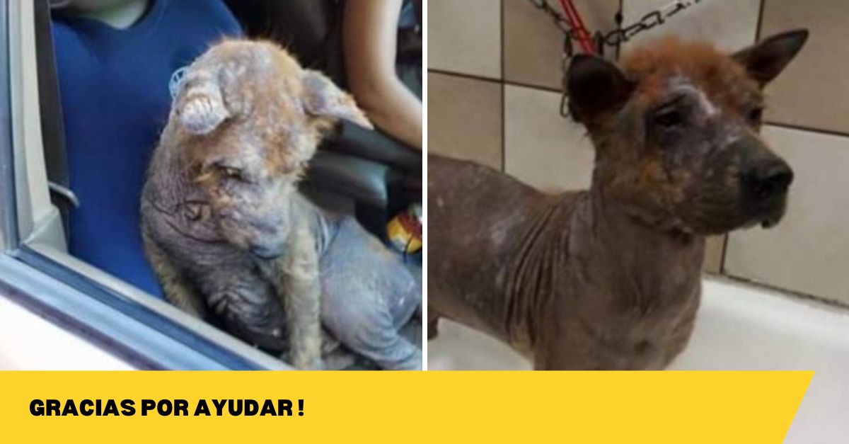 Temblando y Sin Esperanza, un Perrito Rogaba Bajo un Auto que Alguien Viera su Verdadera Belleza