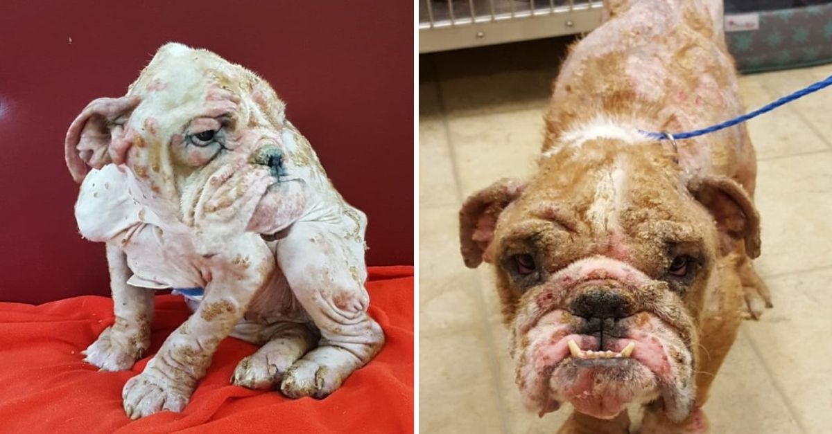 You’re the Best Dog! – A Little Bulldog Finds Hope Again Through Unwavering Love and Care