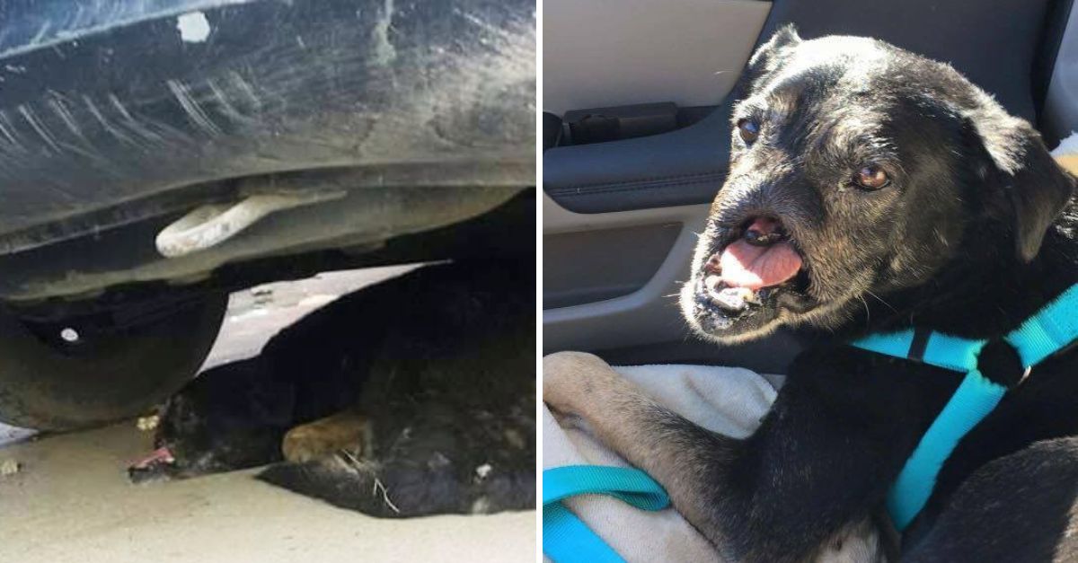 Valiente Hasta el Final: Perrito Pierde su Nariz en un Cruel Acto de Venganza, Pero su Espíritu Sigue Intacto