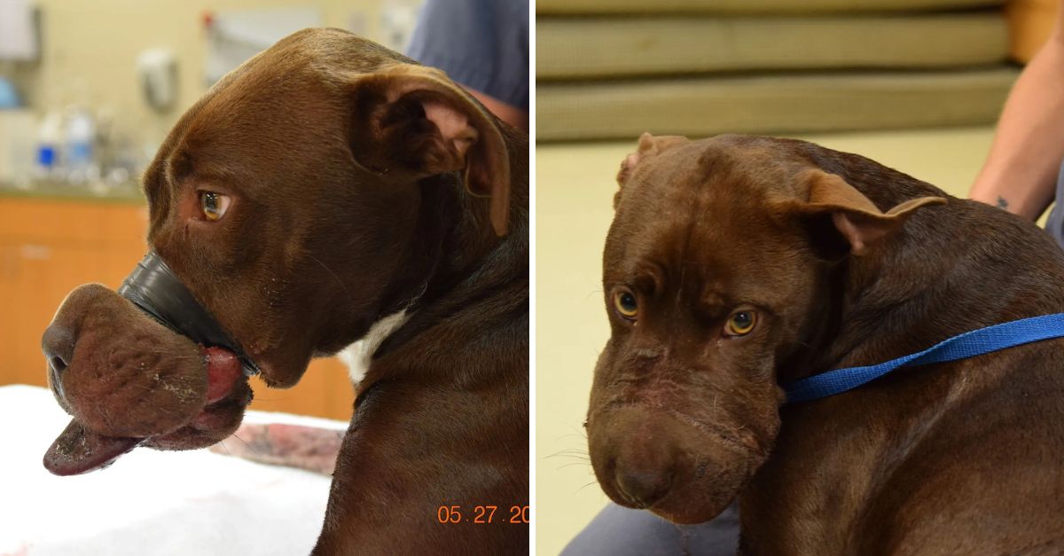 Rescatado del Dolor: Perrito con la Boca Sellada Suplica por Ayuda y Encuentra una Segunda Oportunidad