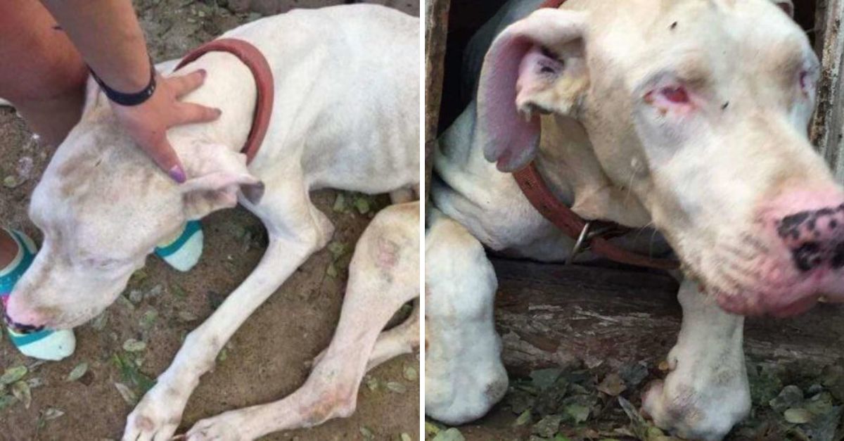 Abandonado y Sin Esperanza: Perrito Cieguito y Hambriento Lucha por una Segunda Oportunidad en la Vida